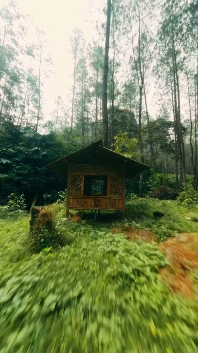 Free flight through the forest sea